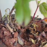 Gauri Incense For Plants | Holy Basil | Pack Of Two